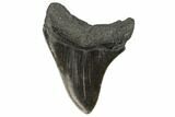 Fossil Megalodon Tooth - South Carolina #125342-2
